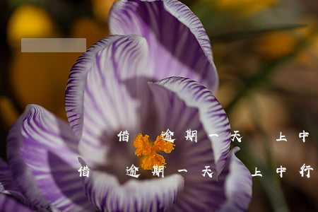 螞蟻借唄逾期一天會上中行的征信嗎-螞蟻借唄逾期一天會上中行的征信嗎?