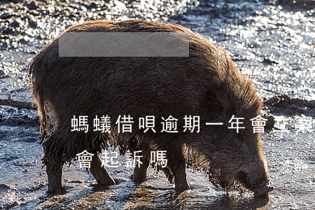 螞蟻借唄逾期一年會立案嗎(借唄逾期一個月會起訴嗎)