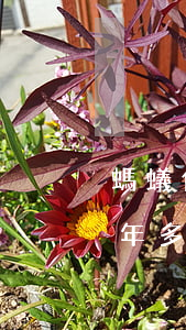 螞蟻借唄逾期一年還不上怎么辦(借唄逾期一年多了,怎辦)