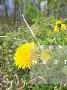螞蟻借唄逾期了把我起訴了怎么辦-螞蟻借唄逾期了把我起訴了怎么辦呢