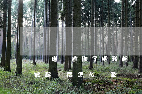 螞蟻借唄逾期了把我起訴了怎么辦(借唄逾期被起訴后怎么還款)