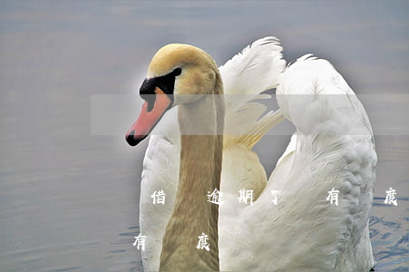 螞蟻借唄逾期了還有額度嗎(螞蟻借唄逾期了還有額度嗎)