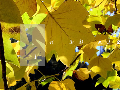 螞蟻借唄逾期兩天怎么辦(借唄逾期5天后還了)