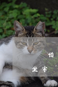 螞蟻借唄逾期半會被拘留么(螞蟻借唄逾期會坐牢嗎)