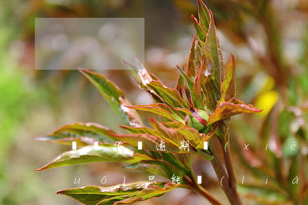 螞蟻借唄逾期協(xié)商客服說(shuō)只能聯(lián)系到第三方-借唄逾期客服打電話能協(xié)商