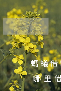 螞蟻借唄逾期去哪里借錢(借唄逾期還可以到哪里借錢)