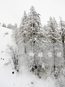 螞蟻借唄逾期取消分期嗎
