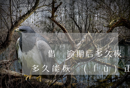 螞蟻借唄逾期后多久恢復(fù)(借唄逾期多久能恢復(fù)正常)