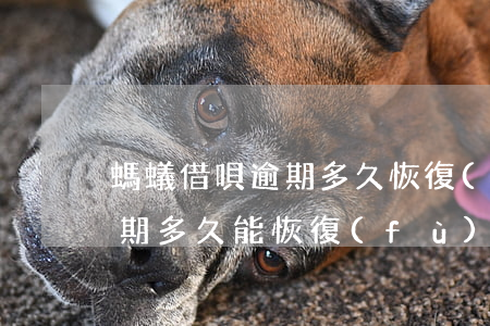 螞蟻借唄逾期多久恢復(fù)使用(借唄逾期多久能恢復(fù)正常)