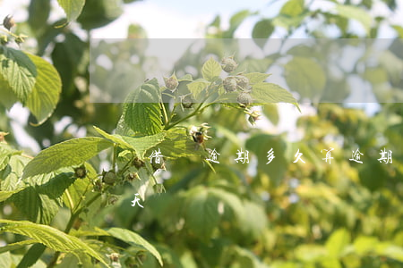 螞蟻借唄逾期多久算逾期(借唄逾期允許逾期幾天)