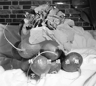 螞蟻借唄逾期影響花唄嗎(螞蟻花唄借唄逾期不還會(huì)怎樣?我親身經(jīng)歷:實(shí)在太扎心)