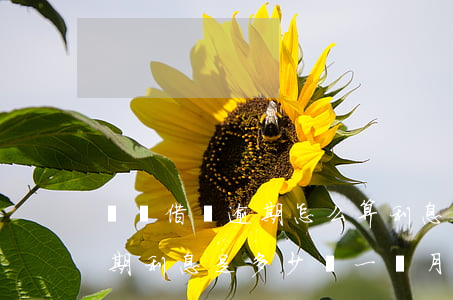 螞蟻借唄逾期怎么算利息(支付寶借唄如果逾期,利息是多少錢一個月)