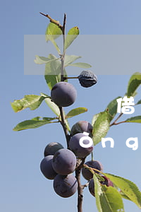 螞蟻借唄逾期支付寶會(huì)自動(dòng)扣嗎(螞蟻借唄會(huì)自動(dòng)扣款嗎)