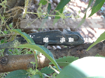 螞蟻借唄逾期會起訴嗎(螞蟻借唄逾期會起訴嗎)