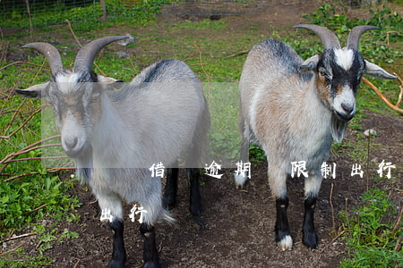 螞蟻借唄逾期會限制出行嗎(借唄逾期會影響出行嗎?)