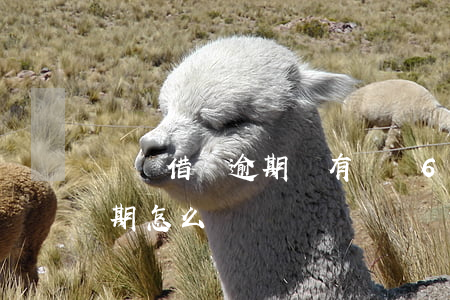 螞蟻借唄逾期沒有還錢6(如果支付寶借唄逾期怎么辦?)