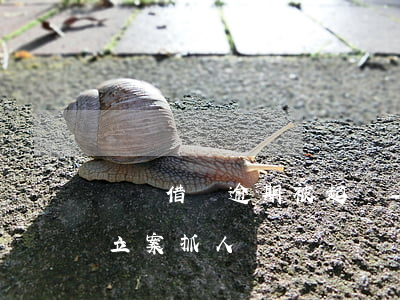 螞蟻借唄逾期被起訴-螞蟻借唄逾期被起訴立案抓人