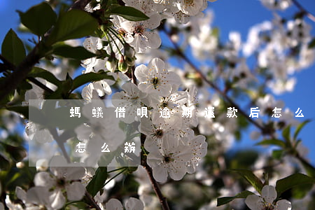 螞蟻借唄逾期還款后怎么辦(螞蟻借唄逾期了怎么辦)