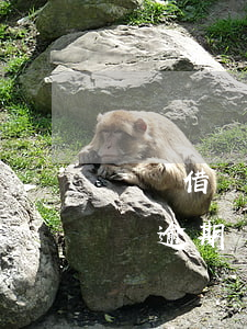 螞蟻借唄逾期還清了還可以再借嗎-螞蟻借唄逾期還清了還可以再借嗎安全嗎