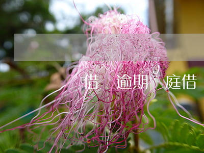 螞蟻借唄逾期開庭(借唄逾期被起訴多久開庭)