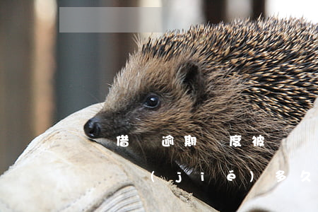 螞蟻借唄逾期額度被凍結(jié)(螞蟻借唄凍結(jié)多久解除)