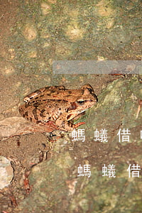 螞蟻借唄還款后多久能恢復(fù)使用-螞蟻借唄還款后多久能恢復(fù)使用額度