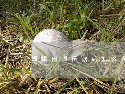 螞蟻借唄還款后怎么降低額度了-