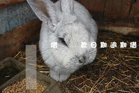 螞蟻借唄還款日期逾期 借唄還款逾期了天