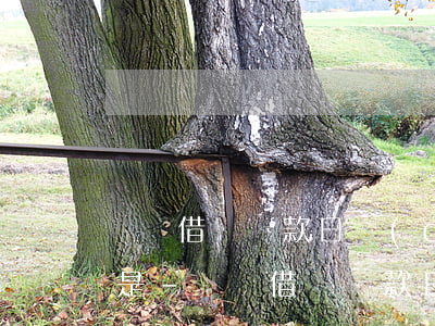 螞蟻借唄還款日當(dāng)天12點還是-螞蟻借唄還款日當(dāng)天12點還是12點