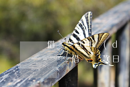 螞蟻借唄還款日當(dāng)天可以借錢嗎-螞蟻借唄還款日當(dāng)天可以借錢嗎安全嗎