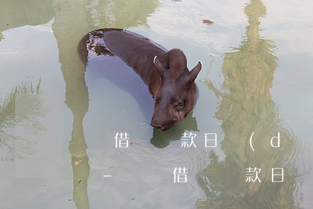 螞蟻借唄還款日當(dāng)天可以提額嗎-螞蟻借唄還款日當(dāng)天可以提額嗎安全嗎