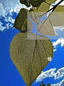 螞蟻借唄還款晚一天額度沒有了-螞蟻借唄還款晚一天額度沒有了怎么回事