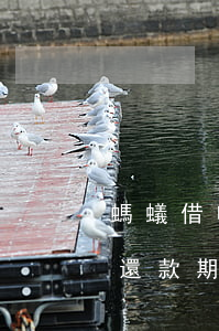 螞蟻借唄還款期怎么變6個月了-螞蟻借唄還款期怎么變6個月了呢