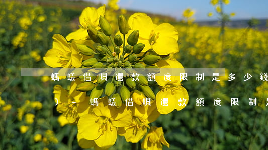 螞蟻借唄還款額度限制是多少錢(qián)-螞蟻借唄還款額度限制是多少錢(qián)啊