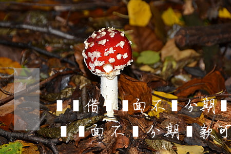 螞蟻借唄頁面不選分期還款可以嗎-螞蟻借唄頁面不選分期還款可以嗎安全嗎
