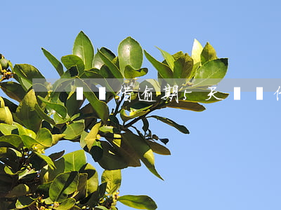 螞蟻借逾期5天(螞蟻借逾期5天)