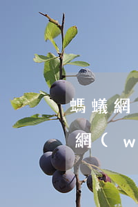 螞蟻網(wǎng)商貸逾期會報警嗎(螞蟻網(wǎng)商貸逾期會報警嗎)