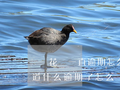 螞蟻花唄一直逾期怎么辦(花唄顯示逾期不知道什么逾期了怎么處理)