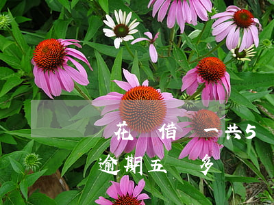 螞蟻花唄借唄一共5萬逾期一年多-花唄借唄逾期五萬多