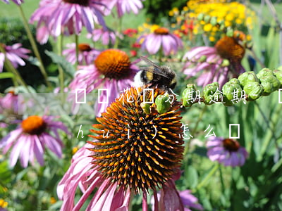 螞蟻花唄分期 逾期-螞蟻花唄分期 逾期會(huì)怎么樣