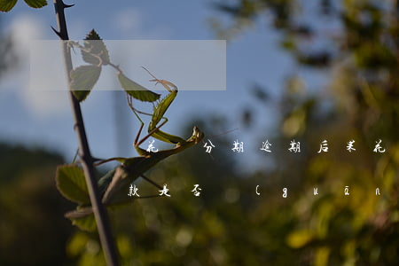 螞蟻花唄分期逾期后果(花唄逾期后不能分期還款是否關(guān)閉花唄)