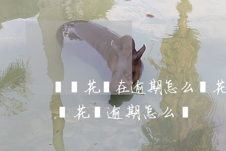 螞蟻花唄在逾期怎么辦(花唄逾期多久會被起訴?花唄逾期怎么辦)