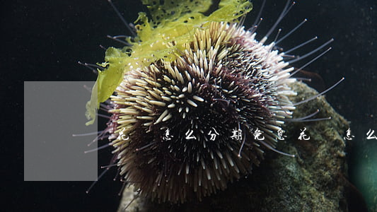 螞蟻花唄怎么分期免息 花唄怎么分期免利息