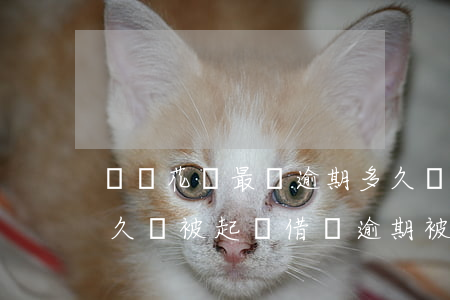 螞蟻花唄最長逾期多久會被起訴(花唄逾期多久會被起訴?借唄逾期被起訴怎么辦)