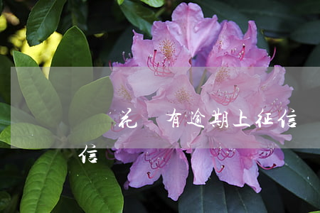 螞蟻花唄有逾期上征信(螞蟻花唄有逾期上征信)