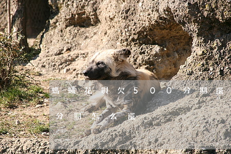 螞蟻花唄欠500分期還(花唄貸款5000分期怎么還)