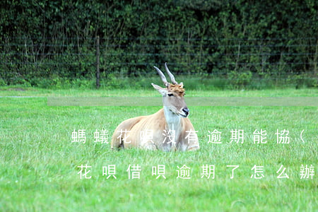 螞蟻花唄沒有逾期能協(xié)商還款嗎(花唄借唄逾期了怎么辦目前沒有還款能力,怎么協(xié)商)