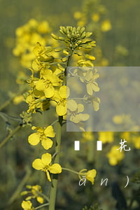 螞蟻花唄用戶逾期風(fēng)險(xiǎn)(螞蟻花唄面臨的風(fēng)險(xiǎn))