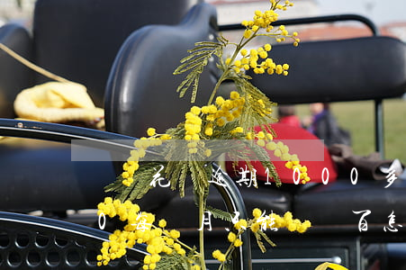 螞蟻花唄逾期1000多(花唄逾期10000每個月只能還幾百怎么辦)