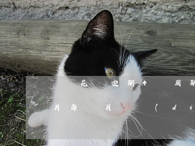 螞蟻花唄逾期4個周期(支付寶花唄逾期幾個月每個月還點(diǎn))